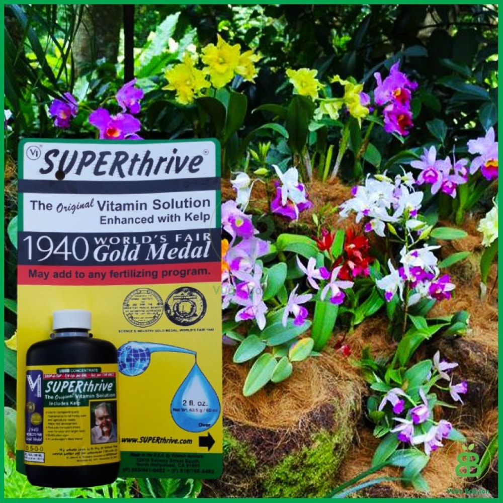 Kích thích tăng trưởng hoa Lan Superthrive