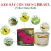 Combo 5m Dài Bẫy Côn Trùng Vàng 2 Mặt ISRAEL Khổ 19cm