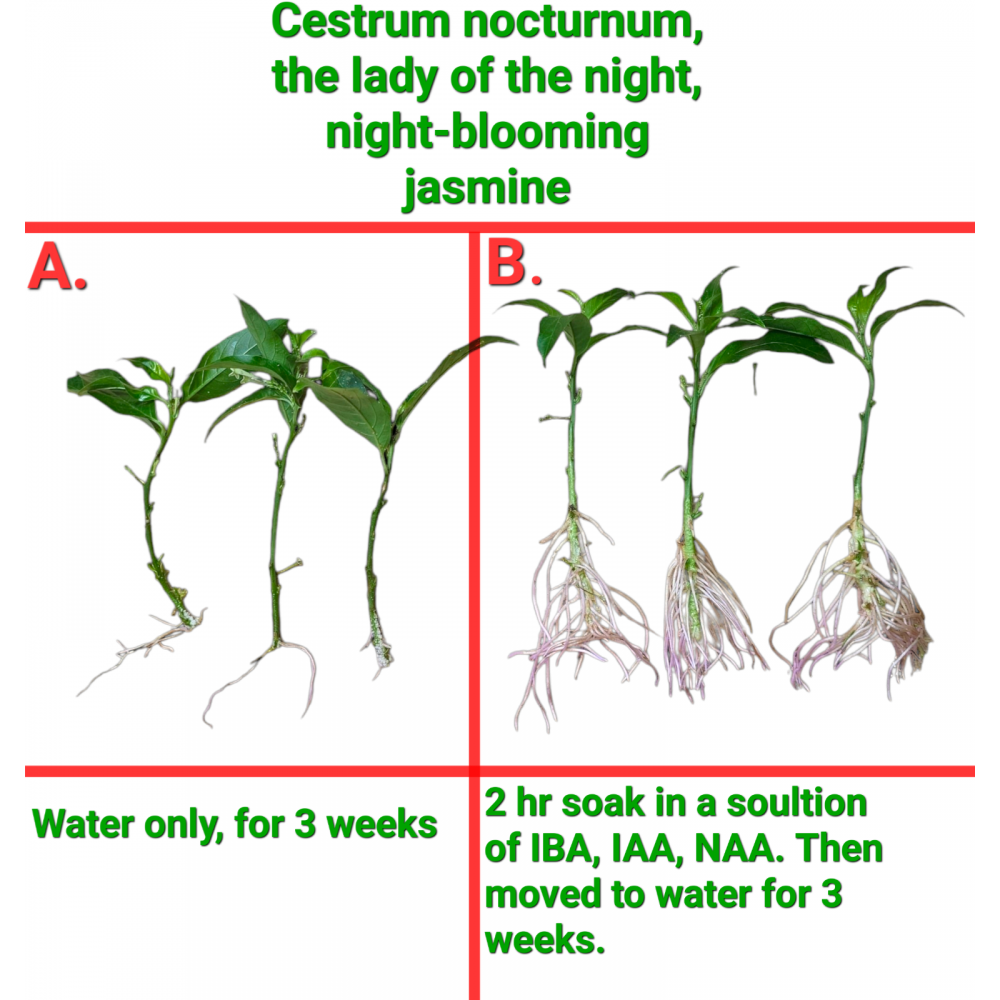 Rooting-Powder Dạng Bột Siêu Kích Rễ Mỹ Dùng Để Giâm cành, Triết Cành, Chống Khuẩn